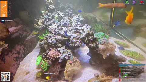 24/7 Real Live Reef Stream