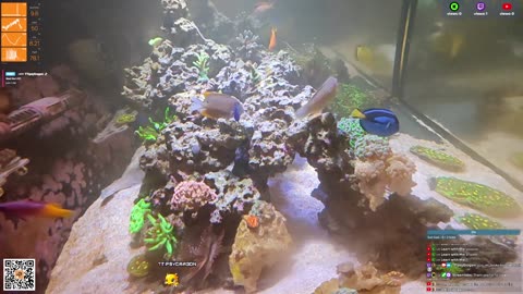 24/7 Real Live Reef Stream