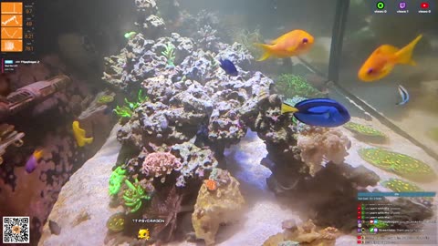 24/7 Real Live Reef Stream