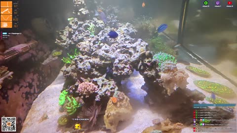 24/7 Real Live Reef Stream