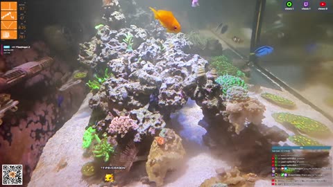 24/7 Real Live Reef Stream