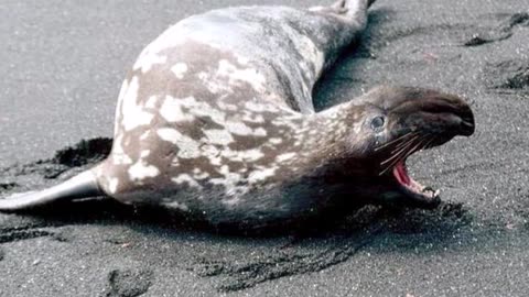 CrystalFire7x's Top 20 Favorite Polar Animals