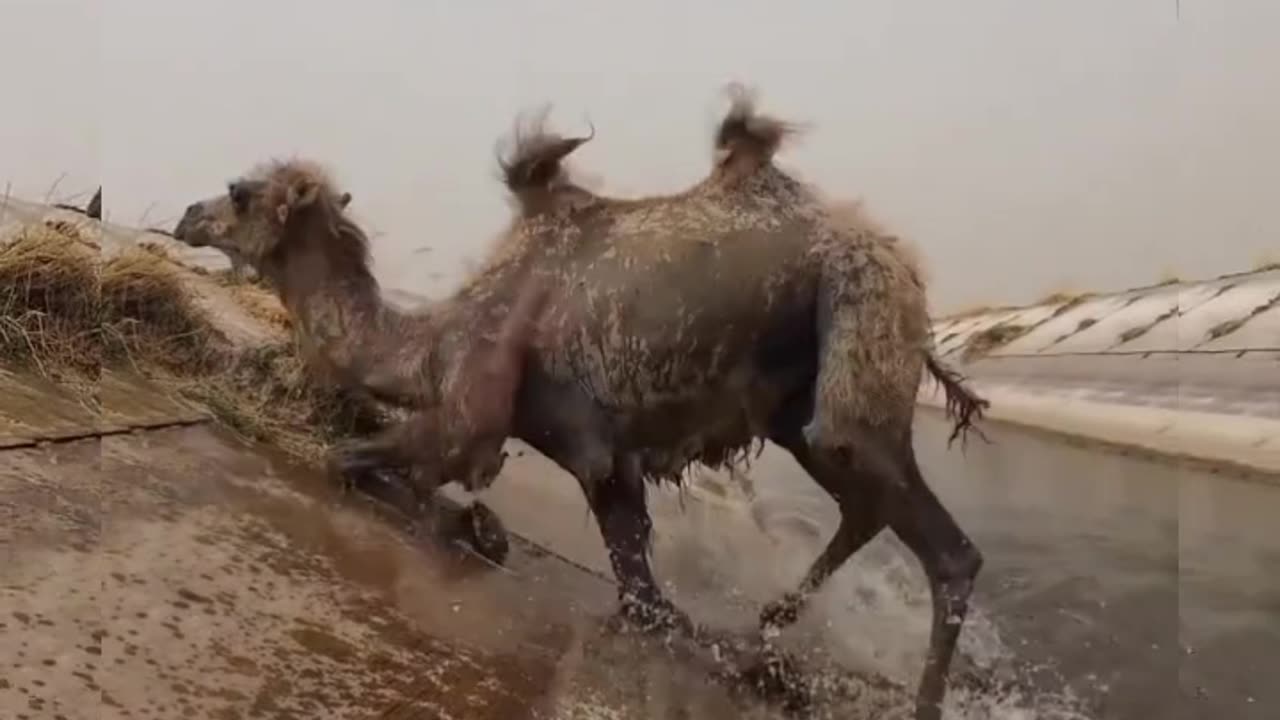 Poor camel, the wind was so strong, he couldn't climb 😨 #shorts #viral