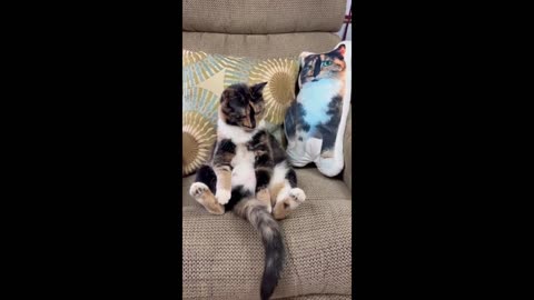 funny animals