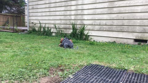 backyard hangout - stop diggin Tokala