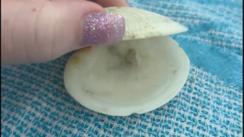 Little Sea Creature in a Shell