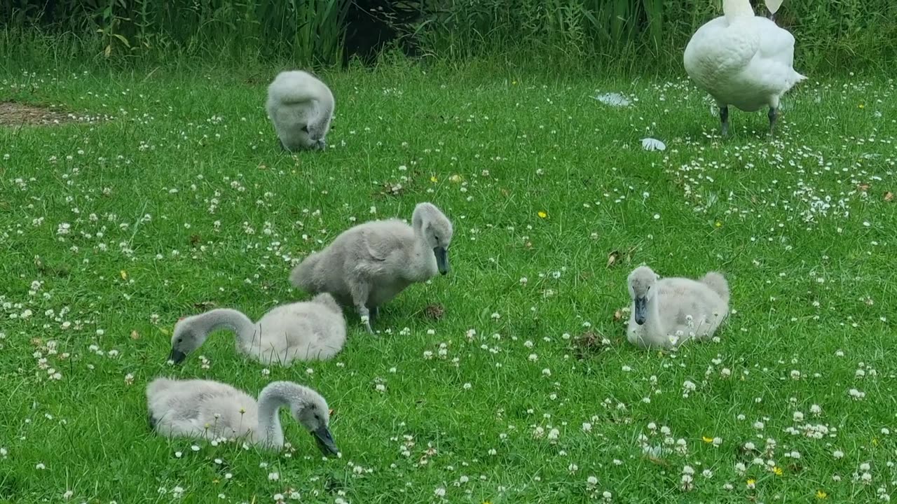 Cute Mute Swan And Mute Swan Cygnets In Wales