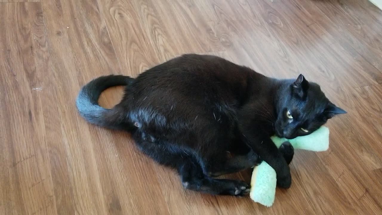 20250224 125218 Tux Sausage Toy