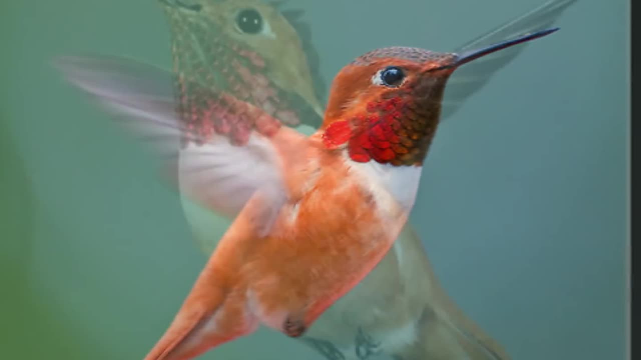 Seals and Crofts - Hummingbird