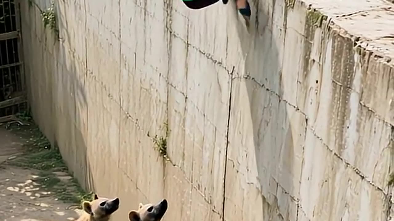 SHOCKING HYENA PACK LEAPS FOR CHILD ON ZOO WALL!