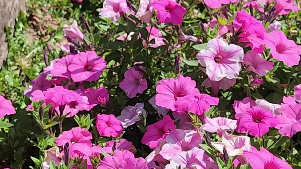 Barch The Carpenter Bee is on the job in the Deep Deep Petunias
