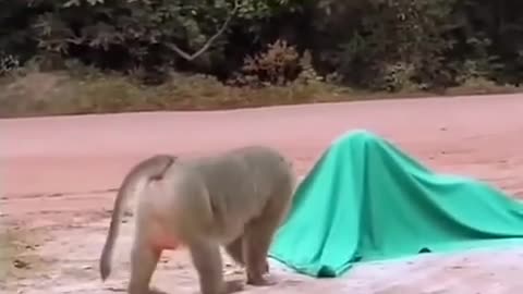 Funny Animal Videos