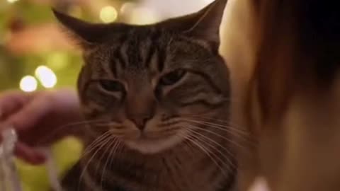 🐱🎄 My Cat Got the Sweetest Christmas Hug… I Couldn’t Stop Smiling ❤️✨