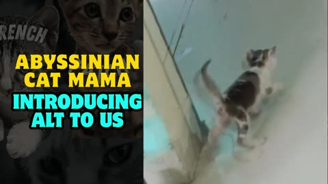 Abyssinian Cat Mama introducing ALT to us