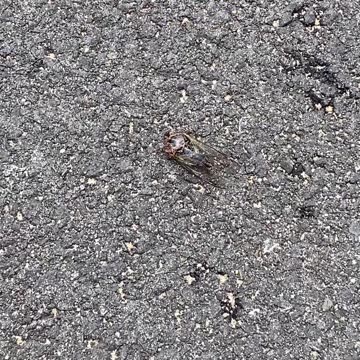 ONLY FIND CICADA LIKE THIS?