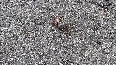ONLY FIND CICADA LIKE THIS?