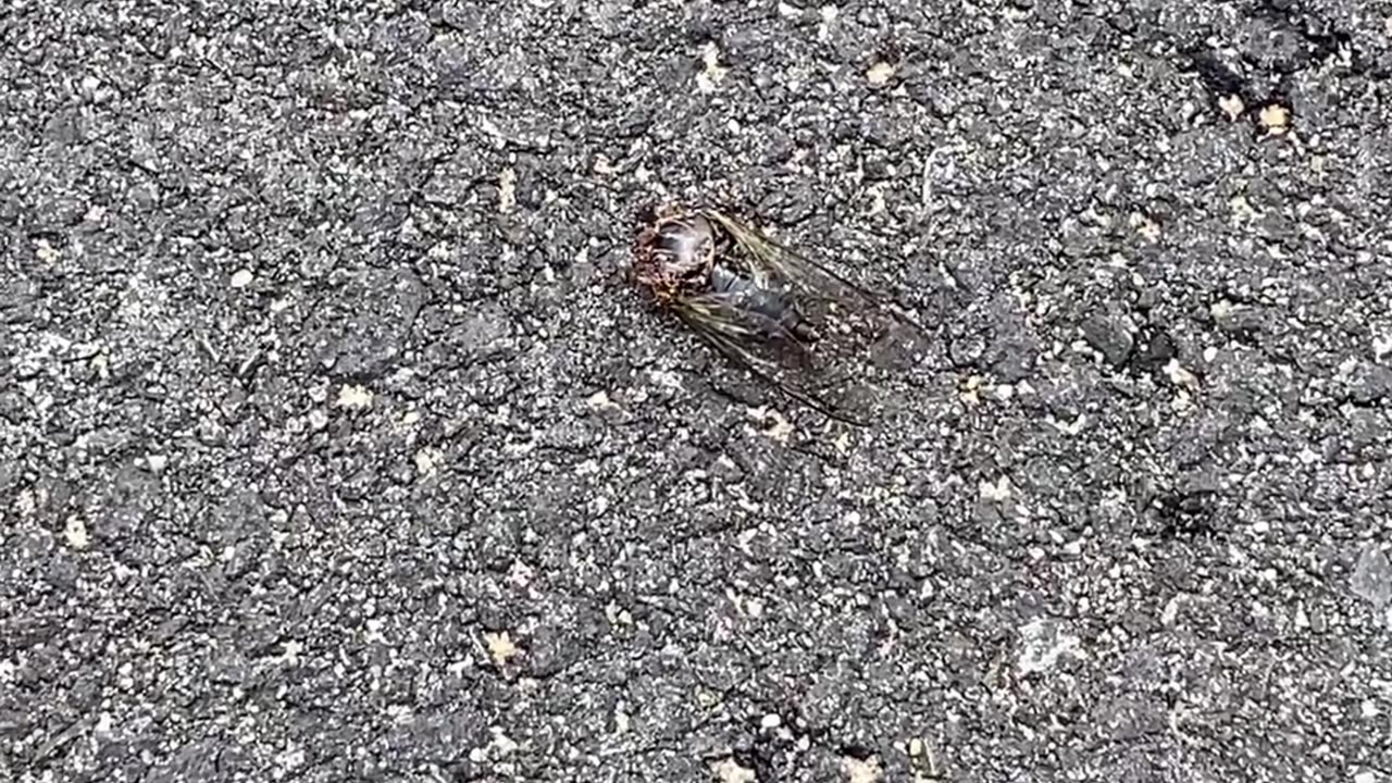 ONLY FIND CICADA LIKE THIS?