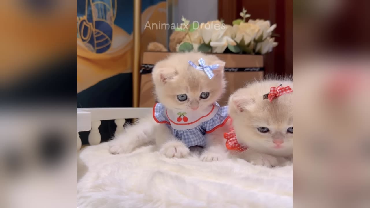 Hilarious-Animals-1.