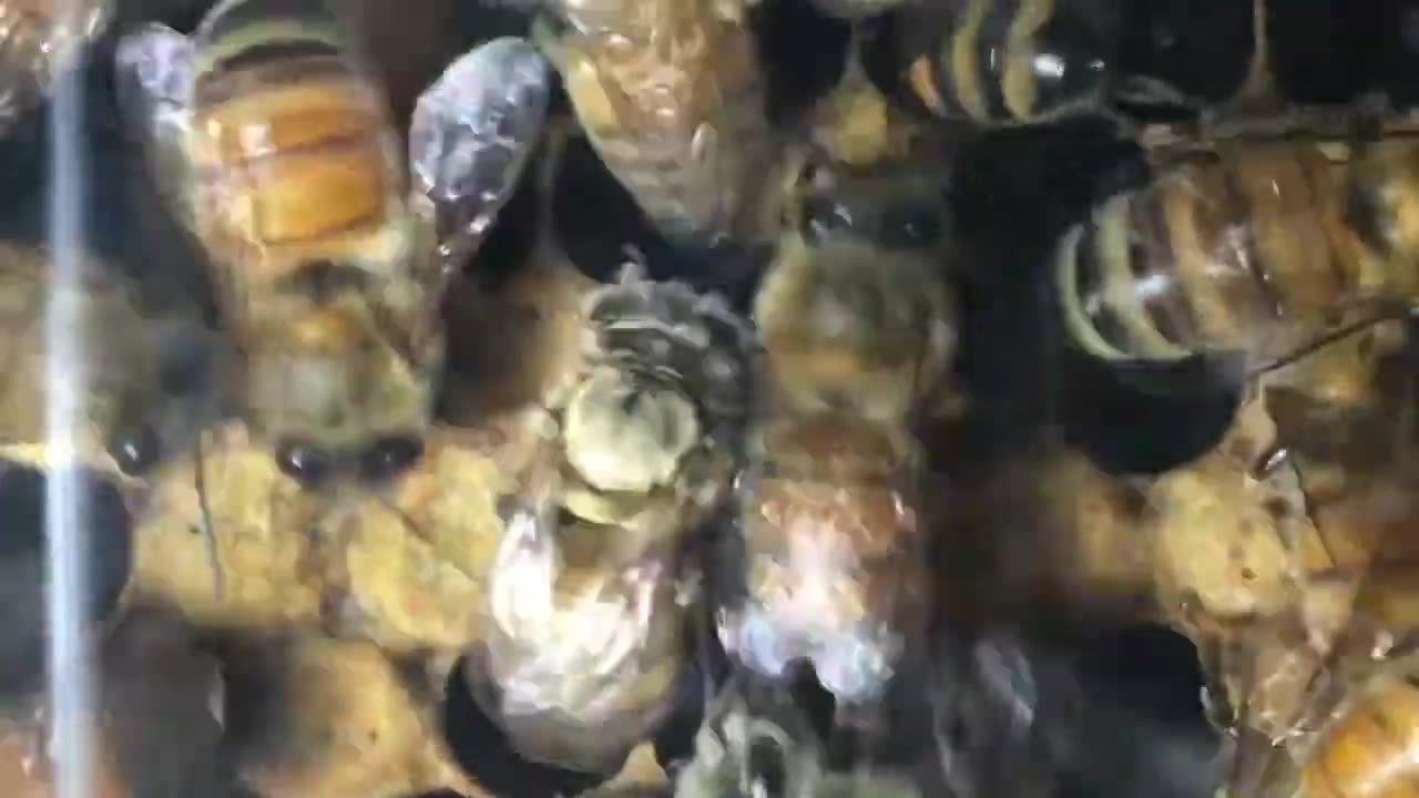 Honey Bee Hatching