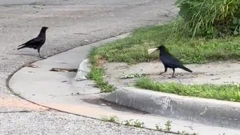 😂🐦 Crow's Megaphone Moment! | FunFM