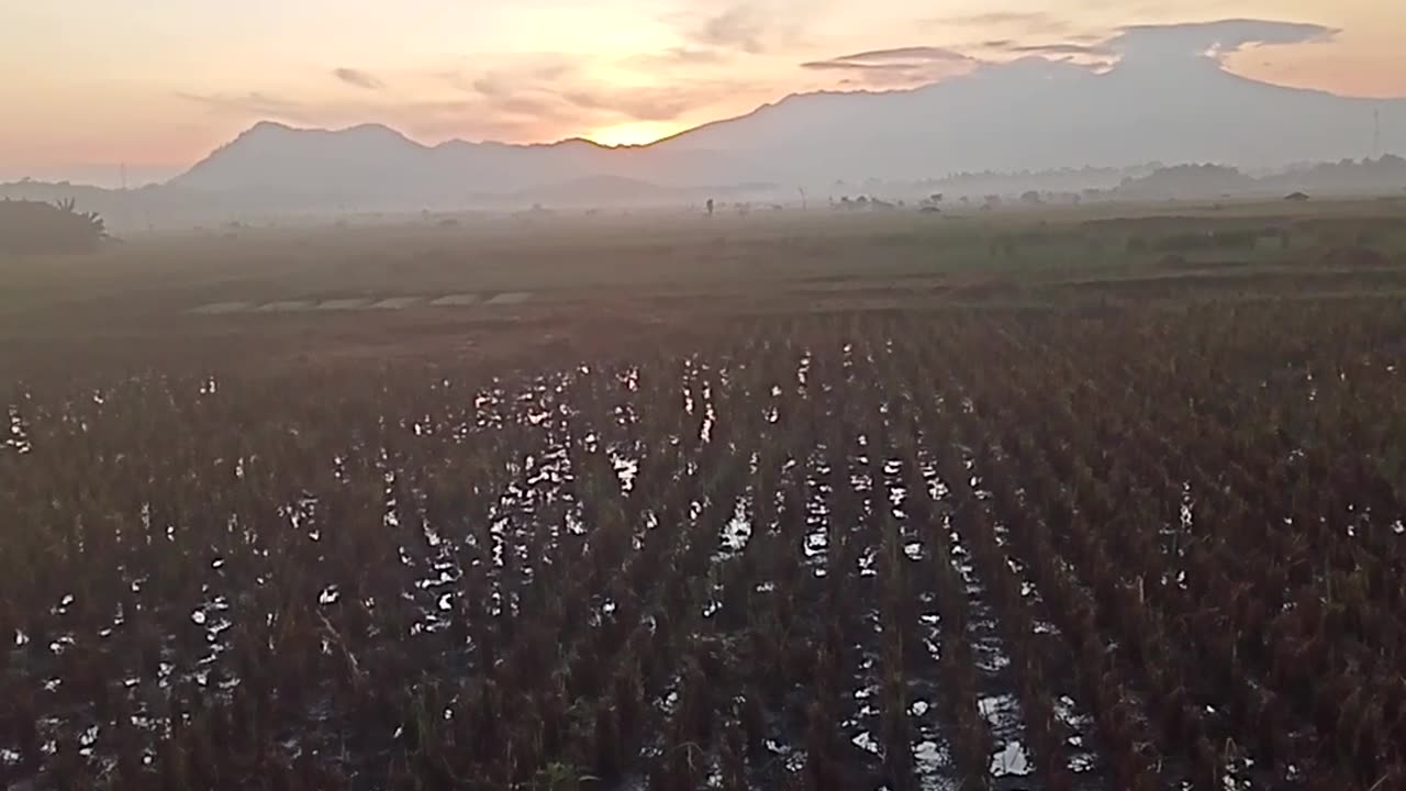 Suasana di pesawahan