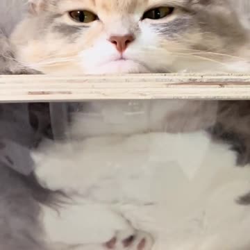 Liquid kitty takes the shape of objects 🤣