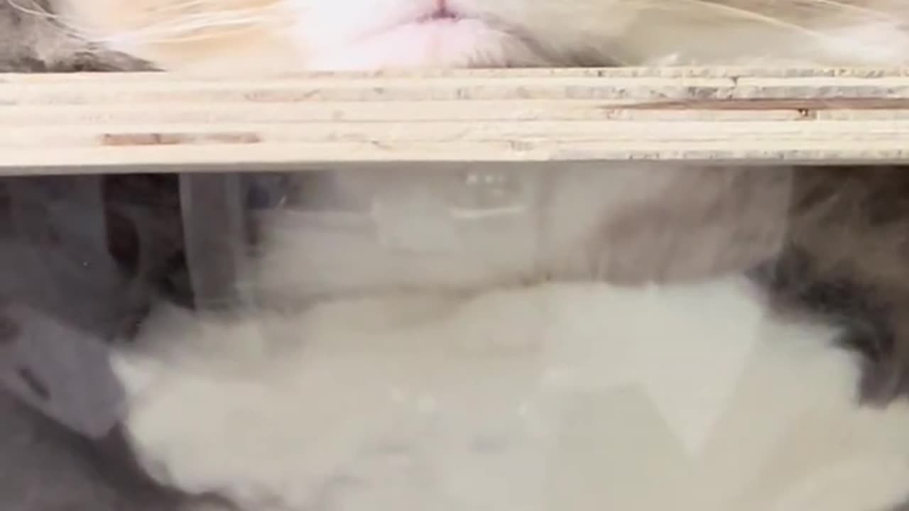 Liquid kitty takes the shape of objects 🤣