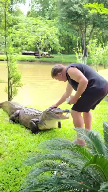 Which Crocodile Breed is this?