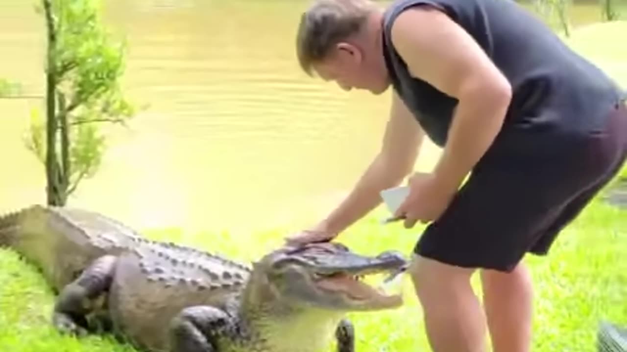 Which Crocodile Breed is this?