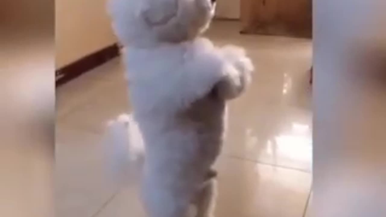 Pet Antics That Deserve an Award