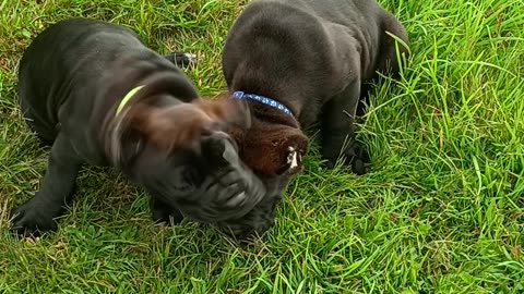 Cane Corso Pups Warhammer Cane Corso