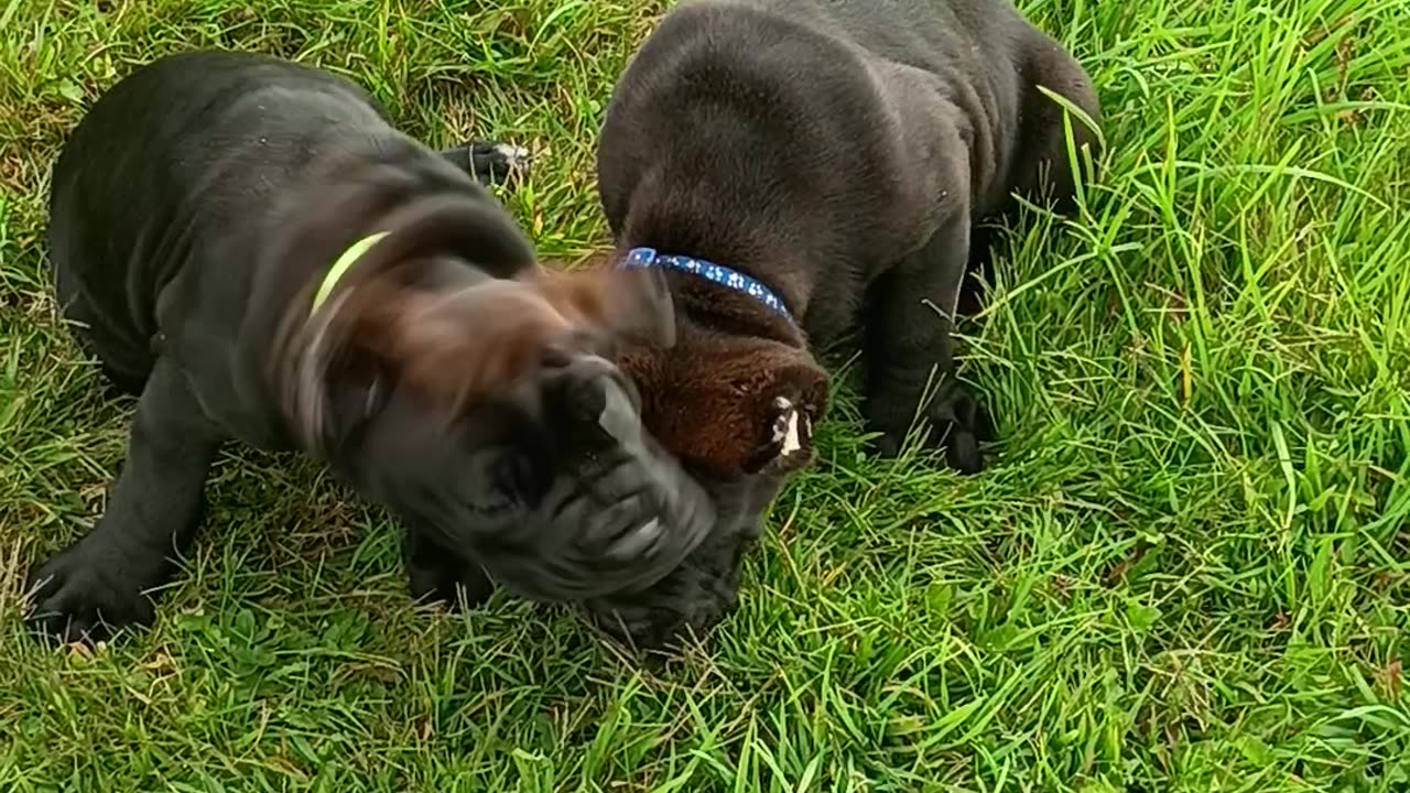 Cane Corso Pups Warhammer Cane Corso