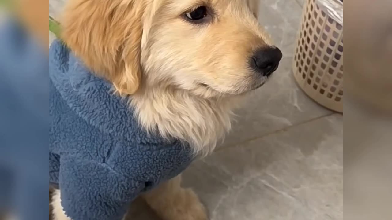 Super cute and adorable puppy