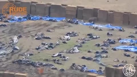 Gli struzzi abbattuti nella Columbia Britannica