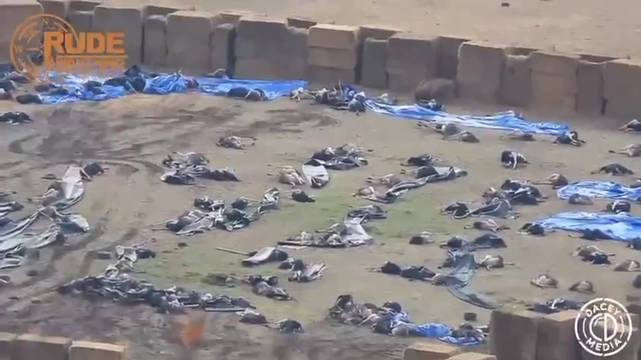 Gli struzzi abbattuti nella Columbia Britannica