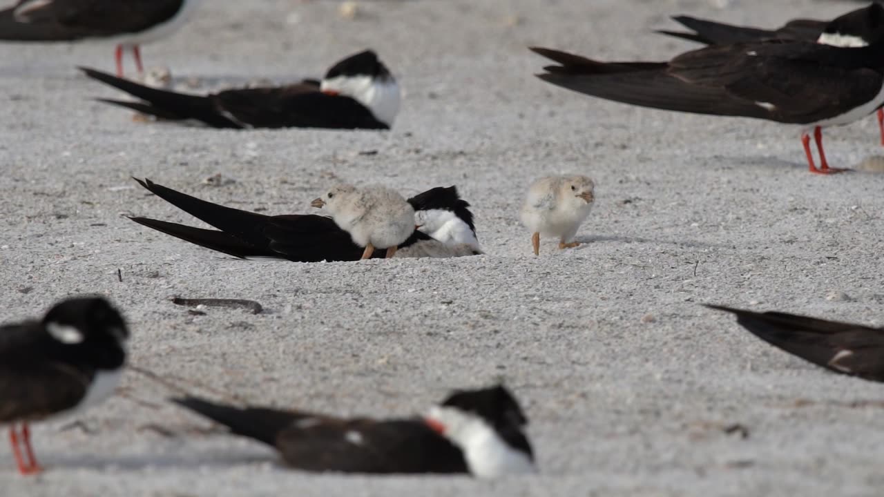 A Glimpse of Black Skimmer Family Life on the Beach
