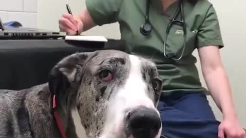 😂🥦 When the Vet Demands a 'Healthy' Diet... You Won't Believe This! | FunFM