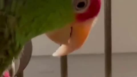 Norbert enjoying his meal.