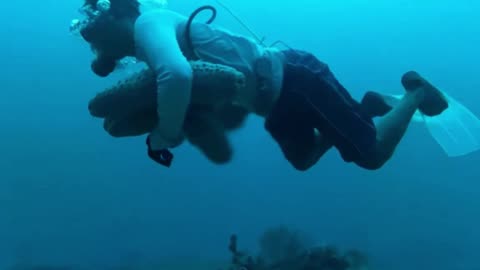 Harvesting the Most Expensive Sea Cucumbers from the Ocean Floor