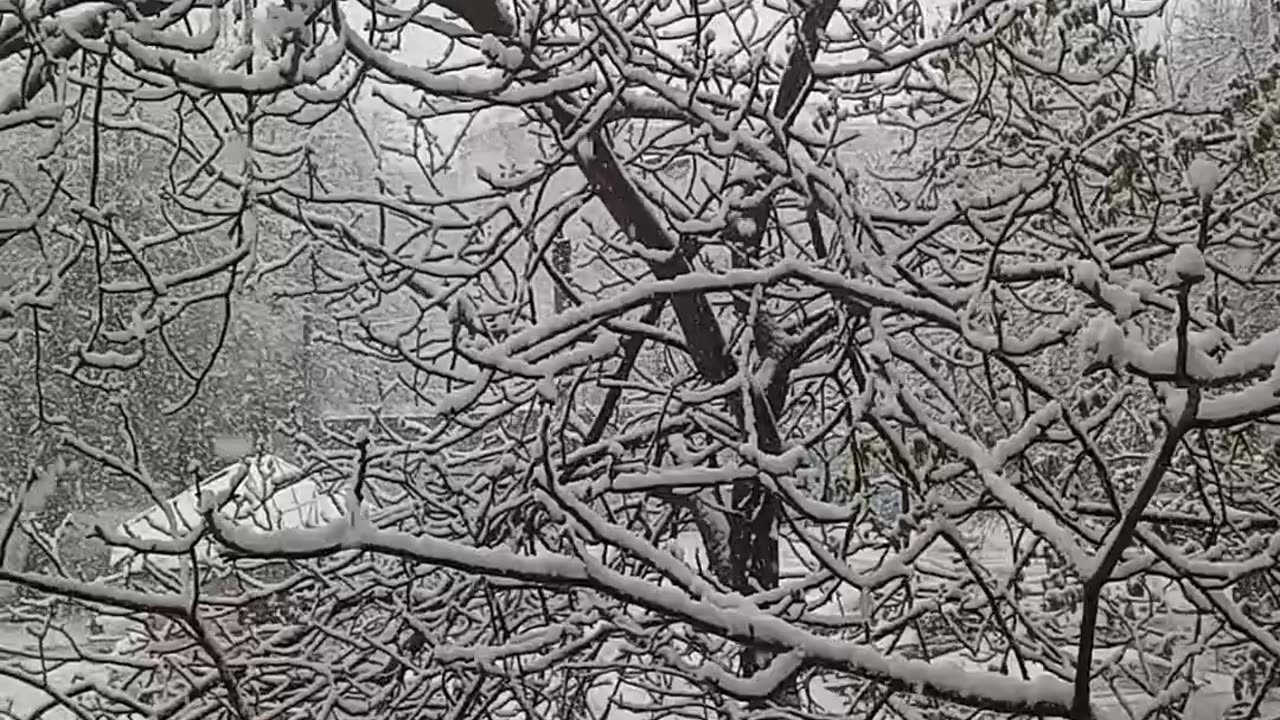 Snow in April. Ukraine.