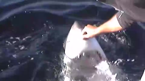 Un touriste s'amuse à toucher le nez d'un grand requin blanc... risqué