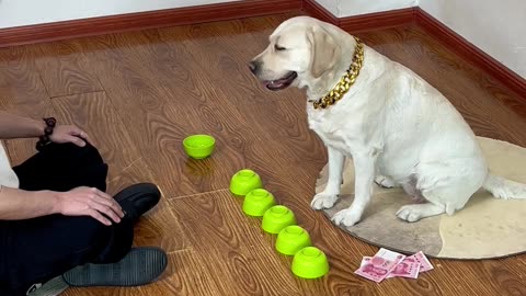 神预判，狗狗猜球财运爆棚 The dog guesses the ball, wealth overflowing