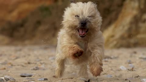dog boost
