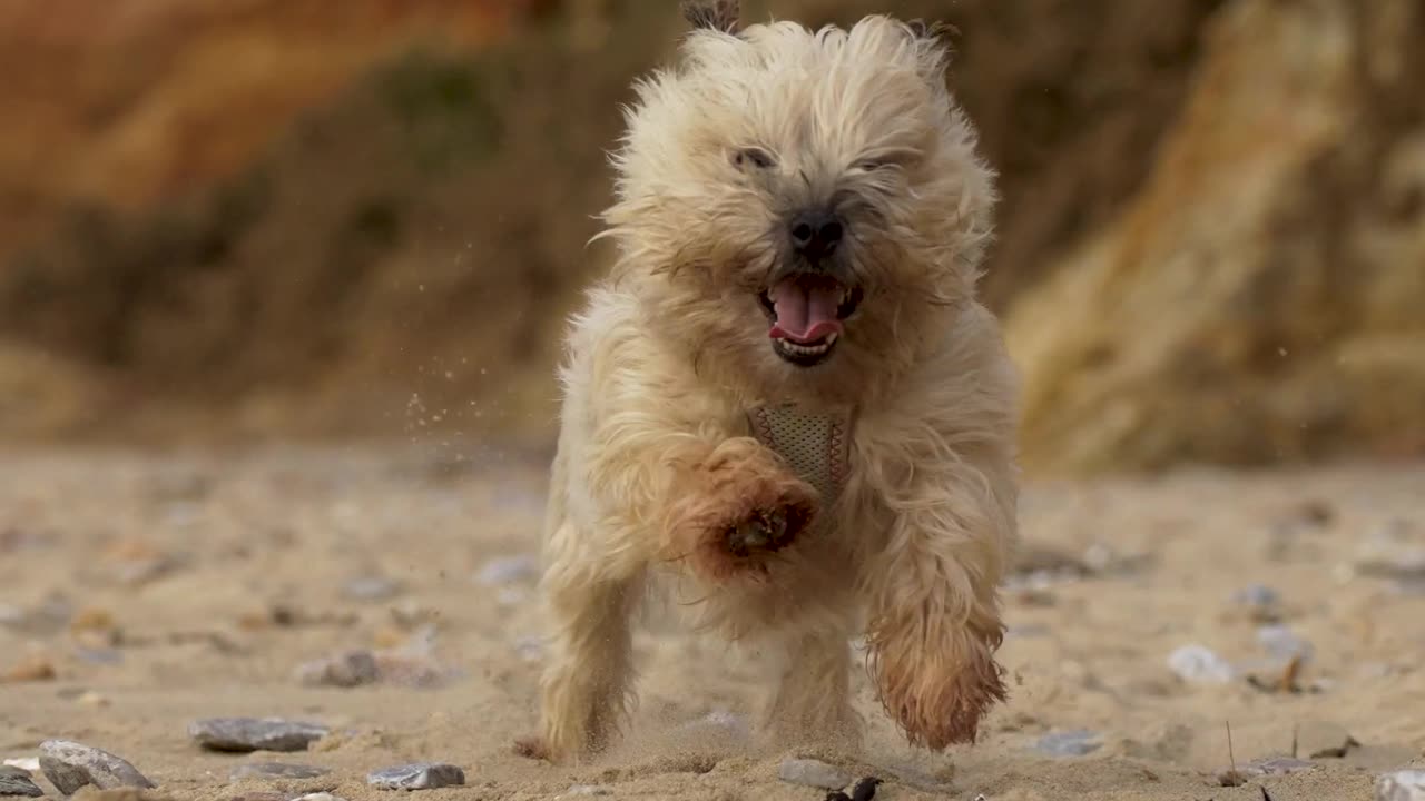 dog boost