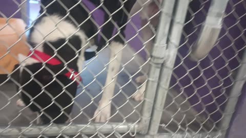Oreo 2y Pet Id 947334 kennel 12 HSSAZ shelter his throat's fragile kinks easy we're good20250711_467