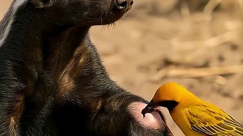 When a bird become the honey badger’s doctor