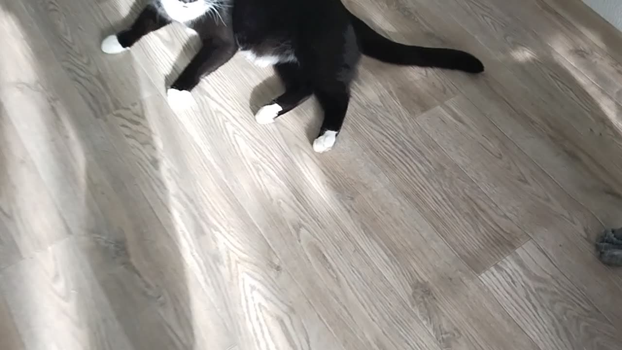 Cat and an AI Robot Part 3
