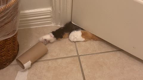 Cat Reaches Under Bathroom Door to Grab Toilet Paper