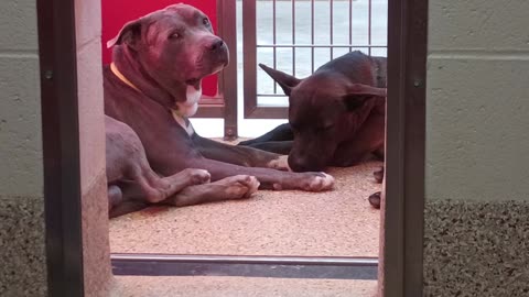Cuteness-black 1y A833931 Enos 8y A873195 kennel 65 pod 3 PACC shelter20250620_161023836