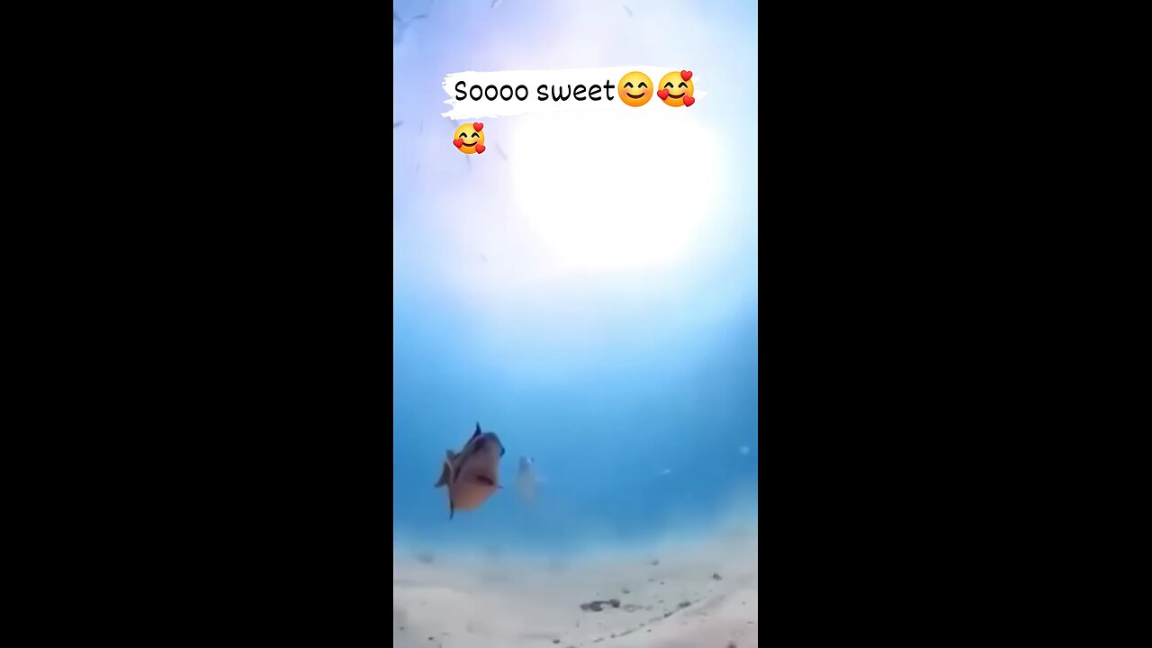 Kissing 🐠 Fish 🐟